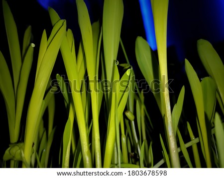 uttarakhand,india-3 june 2020:grass.tall grass after rain.this is a picture of grass with rain drops on it.this picture was taken after rain during night time.grass wallpaper.
