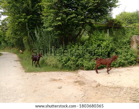 Goats in a forest image 