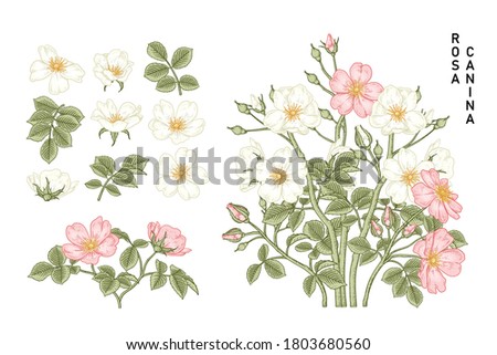 Sketch Floral decorative set. White and Pink Dog rose (Rosa canina) flower drawings. Vintage line art isolated on white backgrounds. Hand Drawn Botanical Illustrations. Elements vector.
 Royalty-Free Stock Photo #1803680560