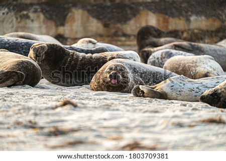 Seals of La Jolla San Diego