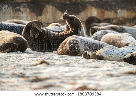 Seals of La Jolla San Diego