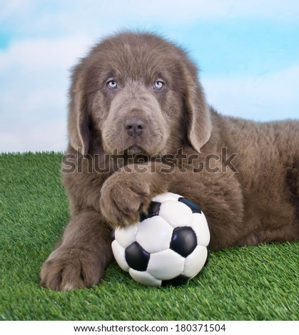 A sweet Newfoundland Puppy that looks like he is ready to play Soccer.