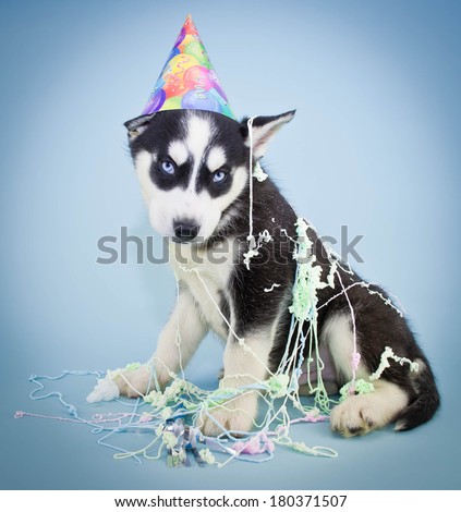 A very cute Husky puppy wearing a Birthday hat with silly string all over him, with a sweet look on his face.