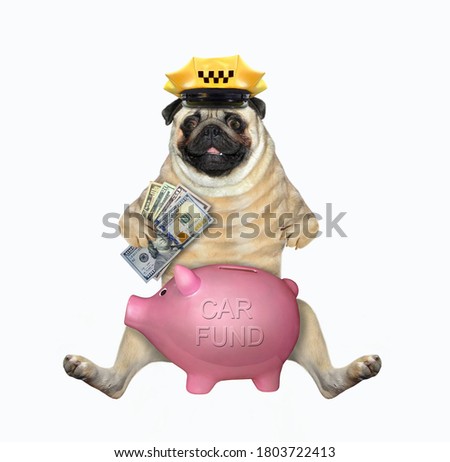 A pug dog taxi driver in a yellow cap puts money in a piggy bank for a new car. White background. Isolated.