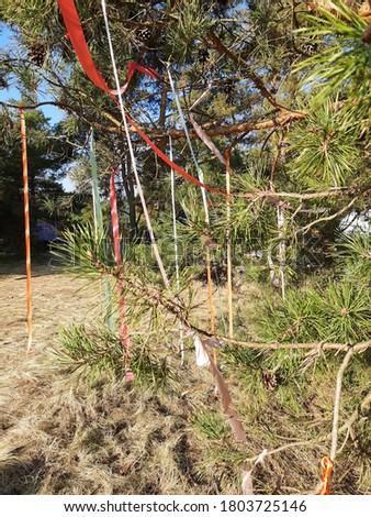 Pine branches with colored ribbons.