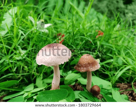 Very nice picture and 2 mushrooms