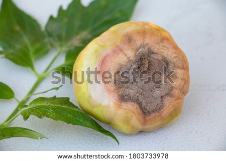 green spoiled unripe tomato covered with mold