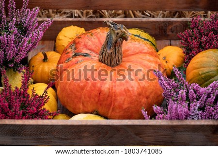 Colorful pumpkins for halloween decoration. Close up view