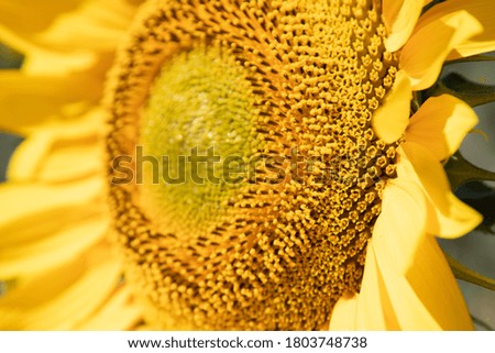 bee flying among the golden sunflowers