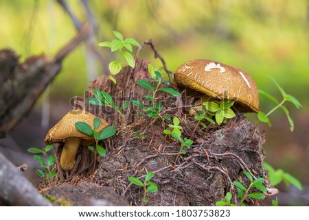 Two edible mushrooms on mouldering stump. Xerocomellus Chrysenteron in taiga forest. Boletus Chrysenteron on stump