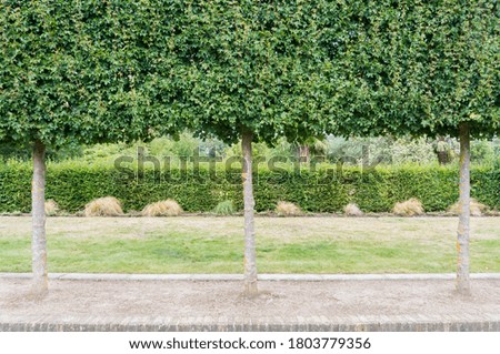 3 landscaped slender trees standing in a row with grass and hedge behind 