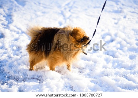 Red dog on a walk in the fresh snow on a leash walks in the winter in the Park