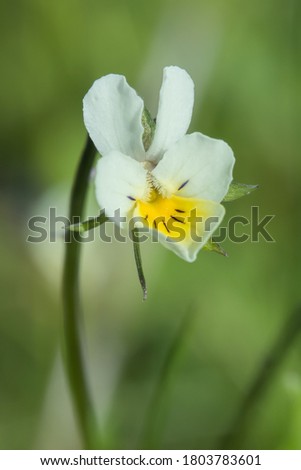 Beautiful white-yellow pansies flower in spring garden