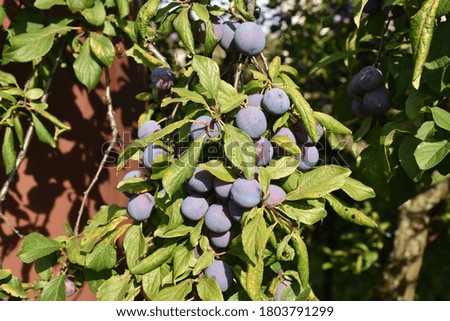 Plum fruit on a branch