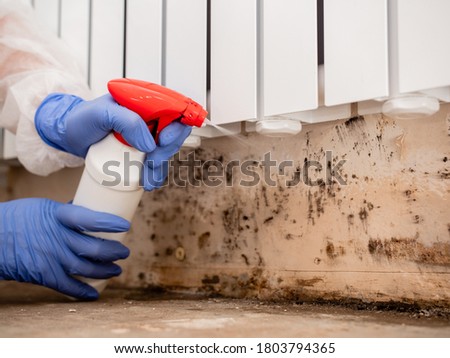 A woman in a protective suit and a respirator sprays a special antifungal spray on the mold-infested wall under the heating battery, Clouse-up. Royalty-Free Stock Photo #1803794365