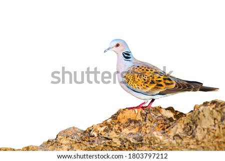Turtle Dove. Isolated bird. White background. Bird: European Turtle Dove. 