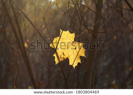 Lonely bright yellow maple leaf lit by evening sun on a dark blur background in autumn park, minimal autumn picture