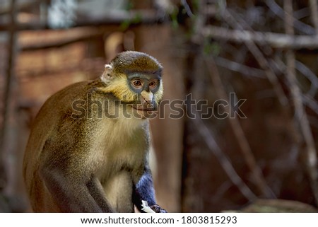 The red-tailed monkey, also known as the black-cheeked white-nosed monkey, red-tailed guenon, redtail monkey, or Schmidt's guenon (Cercopithecus ascanius) is a species of primate in the family Cercopi Royalty-Free Stock Photo #1803815293