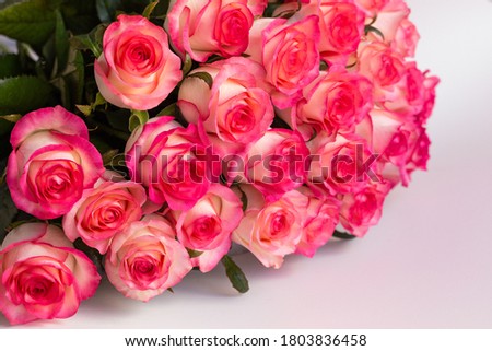 A bouquet of pink roses close-up on a white background