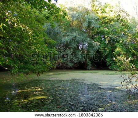Summer rural landscape, pond in village.