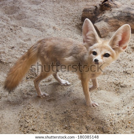 SILVER-BACKED-FOX Stock Photos and Images - Avopix.com