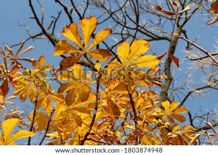 bright yellow chestnut leaves against the blue sky, beautiful autumn picture