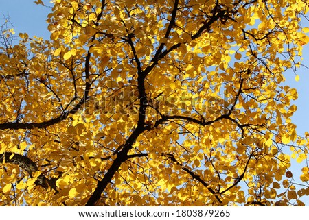 bright yellow autumn foliage against the blue sky, beautiful autumn picture