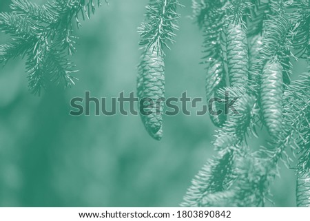 Evergreen fir branches. Cones on a branch with green needles on a decorative pine tree.  Green coniferous background. Christmas background. Eco-friendly landscape.