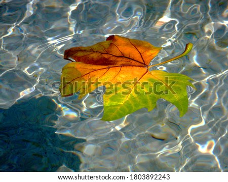 Closeup of yellow, brown, and green color autumn maple leaf floating on top of blue water in shallow fountain. white reflections. late summer and early fall scene. fall colors concept. bright lights