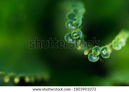 Abstract high angle view of Bryophyllum Pinnatum, Kalanchoe Pinnata leaves with water drop using as fresh environment background concept