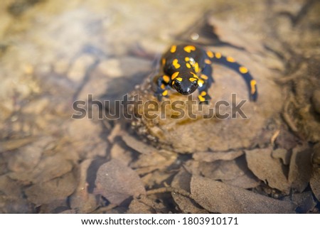 Poisonous fire salamander, salamandra salamandra, observing on rock in sunlight. Wild patterned reptile with yellow spots ans long tail sitting on stone in water from top view.