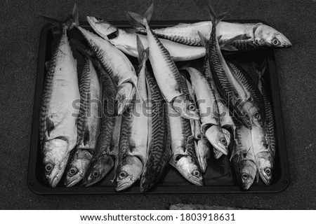 A fresh catch of mackerel on a tray. Black and white picture