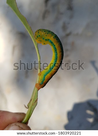 False Tiger Moth larva  eat Carallia brachiata leaf in Viet Nam.