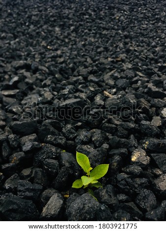 Green Plant Surrounded by Black Coal Close-up View