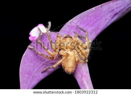 Closed up top view Heteropoda venatoria Hunstman spider on a purple heart plant