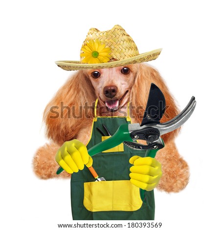 dog gardener