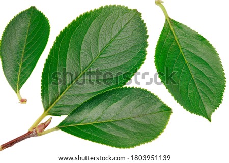 chokeberry leaves isolated on white background. Clipping path and full depth of field. Top view Royalty-Free Stock Photo #1803951139