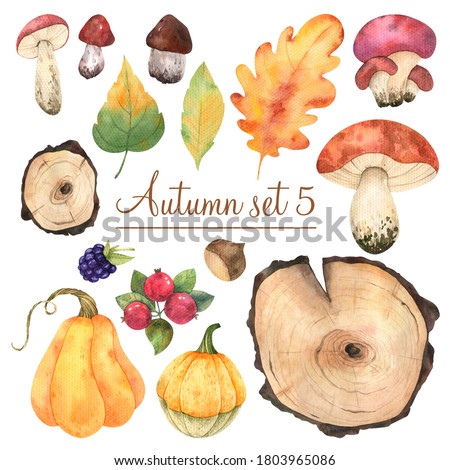 Watercolor autumn elements for design pumpkin, tree cuts, berries, mushrooms, nuts and leaves in high quality.