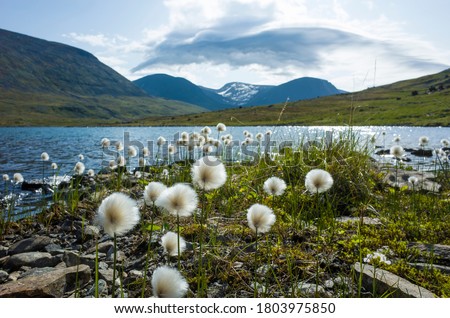 Arctic cotton grass fluffy flowers next to lake in Swedish Lapland. Northern Sweden mountains environment in summer day Royalty-Free Stock Photo #1803975850