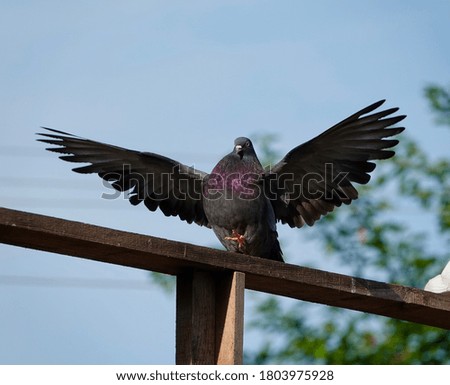 Big black pigeon walks, wide wings spread