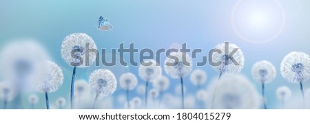 white dandelions with butterfly on blue background, wide view, creative surrealism concept Royalty-Free Stock Photo #1804015279