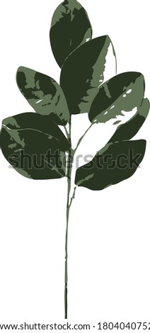 nature green exotic leaf vector