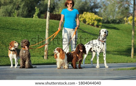 Wide picture of a dog walker with a group of dogs