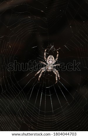 the spider crusader makes a web, a dark background with great contrast