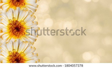 Beautiful marigold flowers on yellow blurred background. Festive flowers concept. Floral card with flowers, copy space.