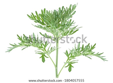 Sprig of medicinal wormwood on a white background. Sagebrush sprig. Artemisia, mugwort. Royalty-Free Stock Photo #1804057555