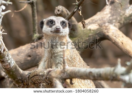 Meerkat Looking Out from Tree branches