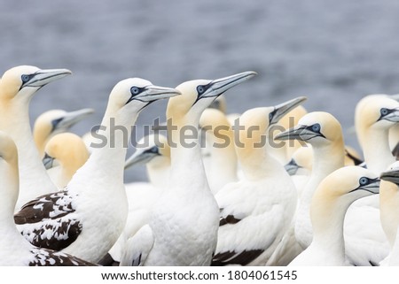 Colony of Northern gannet (Morus bassanus) seabirds Royalty-Free Stock Photo #1804061545