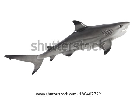 Plastic toy shark cut out, isolated on white background