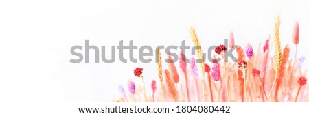 White autumn background with various colorful dried flowers and ears of wheat - both real and painted. Copy space, banner size